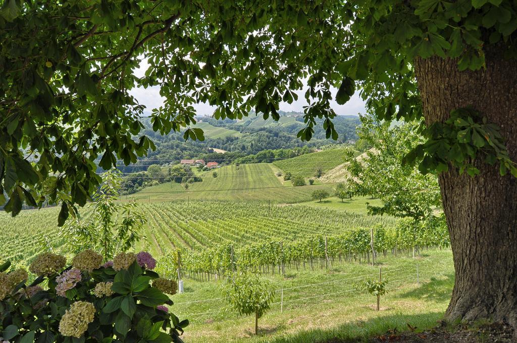 Farm stay Farm Jarc Vineyard